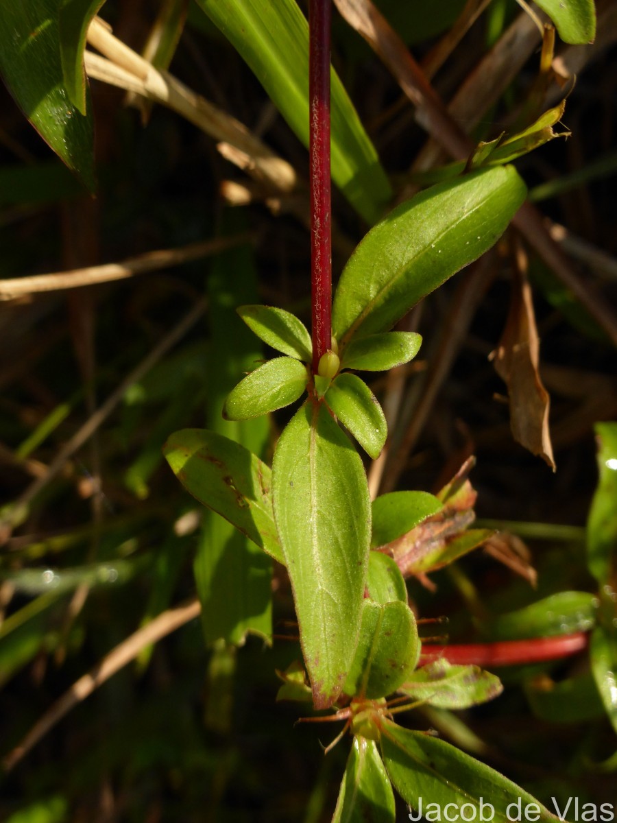 Knoxia zeylanica L.